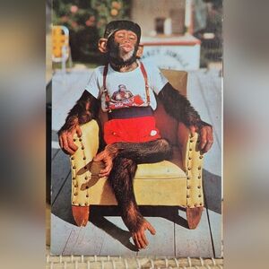 Vintage Florida Monkey Jungle Post Cards